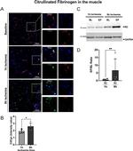 GAPDH Antibody in Western Blot (WB)