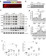 Tau Antibody in Western Blot (WB)
