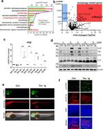 Tau Antibody in Western Blot (WB)