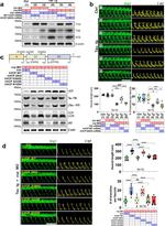 Tau Antibody in Western Blot (WB)