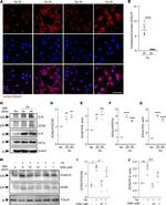 Phospho-GCN2 (Thr899) Antibody in Western Blot (WB)