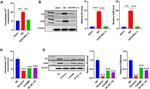 Calmodulin Antibody in Western Blot (WB)