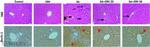 Beclin 1 Antibody in Immunohistochemistry (Paraffin) (IHC (P))