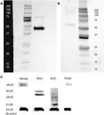 OCT4 Antibody in Western Blot (WB)