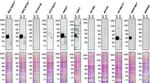 SFRP1 Antibody in Western Blot (WB)