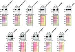 SFRP1 Antibody in Western Blot, Immunoprecipitation (WB, IP)