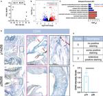 CD45 Antibody in Immunohistochemistry (Frozen) (IHC (F))