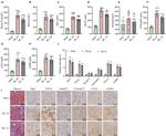 COL1A1 Antibody in Immunohistochemistry (PFA fixed) (IHC (PFA))