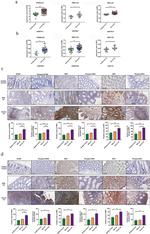 Phospho-TBK1 (Ser172) Antibody in Immunohistochemistry (Paraffin) (IHC (P))