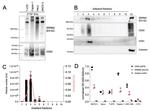 SRRM2 Antibody in Western Blot (WB)