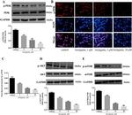 mTOR Antibody in Western Blot (WB)