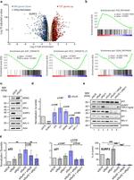 RPL5 Antibody in Western Blot (WB)