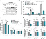 p53 Antibody in Western Blot (WB)