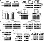 OTUB1 Antibody in Western Blot (WB)