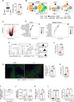 VSIG4 Antibody in Flow Cytometry (Flow)