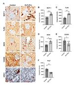 Arginase 1 Antibody in Immunohistochemistry (Paraffin) (IHC (P))