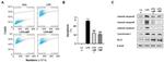Bcl-2 Antibody in Western Blot (WB)