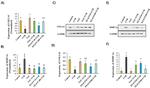 MMP1 Antibody in Western Blot (WB)