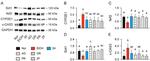 CYP2E1 Antibody in Western Blot (WB)