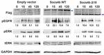 GAPDH Antibody in Western Blot (WB)