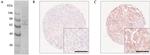 PTK7 Antibody in Western Blot (WB)