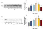 LCLAT1 Antibody in Western Blot (WB)