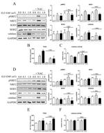 SOD2 Antibody in Western Blot (WB)
