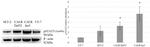 STAT5 alpha/beta Antibody in Western Blot (WB)