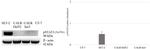 Phospho-STAT1 (Tyr701) Antibody in Western Blot (WB)