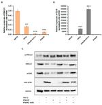 IFNAR2 Antibody in Neutralization (Neu)