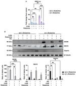 ISG15 Antibody in Western Blot (WB)
