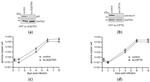 MX1 Antibody in Western Blot (WB)