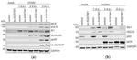 MX1 Antibody in Western Blot (WB)
