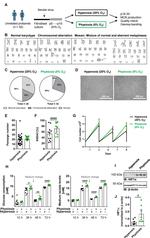 HIF1A Antibody in Western Blot (WB)