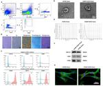 CD45 Antibody in Flow Cytometry (Flow)