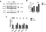 Phospho-JNK1/JNK2 (Thr183, Tyr185) Antibody in Western Blot (WB)