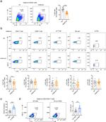 IL-22 Antibody in Flow Cytometry (Flow)