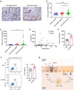 IL-22 Antibody in Flow Cytometry (Flow)