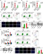 CD206 (MMR) Antibody in Flow Cytometry (Flow)