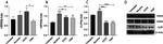 CLPP Antibody in Western Blot (WB)