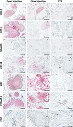 OCT4 Antibody in Immunohistochemistry (Paraffin) (IHC (P))