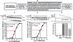 FASN Antibody in Western Blot (WB)