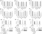 ADORA2B Antibody in Western Blot (WB)