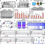 GTF2I Antibody in Western Blot, ChIP Assay (WB, ChIP)