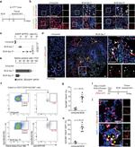 Claudin 4 Antibody in Flow Cytometry (Flow)