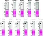 Amyloid Precursor Protein Antibody in Western Blot (WB)