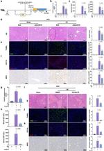 CD11b Antibody in Immunohistochemistry (Paraffin) (IHC (P))