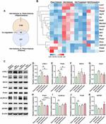 GSTM1 Antibody in Western Blot (WB)