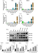 c-Myc Antibody in Western Blot (WB)