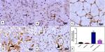 CD68 Antibody in Immunohistochemistry (Paraffin) (IHC (P))